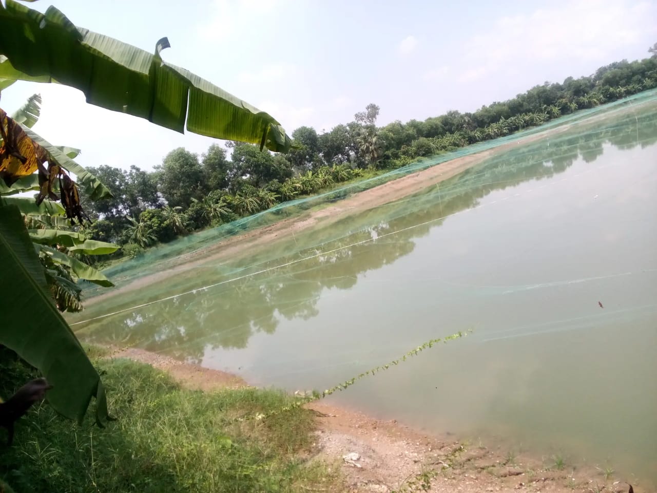 Fish Farm