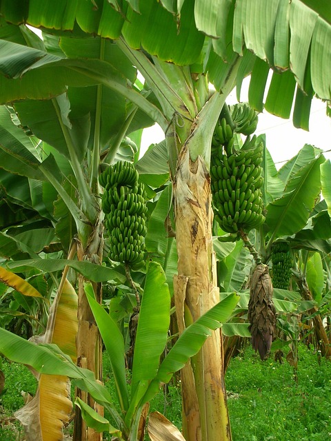 Banana Farm