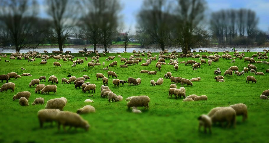 sheep Farm